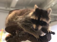 -more than meow吴止猫主题餐厅(承德 中船汇店)