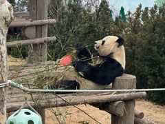 -西霞口神雕山野生动物世界