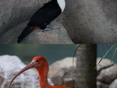 -海合安武汉极地海洋公园