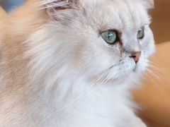 -猫腻·猫咖·撸猫馆(星光大道店)