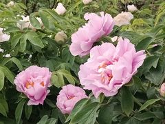 -洛阳市隋唐城遗址植物园