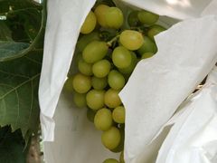 -马陆小张葡萄园农家乐