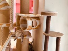 -藏猫猫咖啡主题馆(中央大道店)