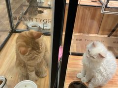 -袖虎·猫馆(体育西路店)