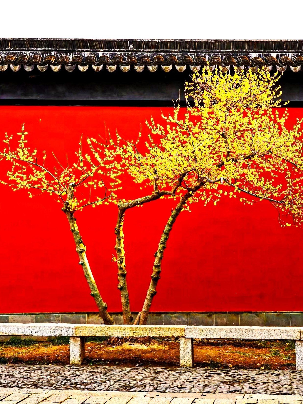 武汉版故宫🏵️春色红墙青瓦的梅园就藏在东湖