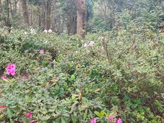 -梧桐山风景名胜区