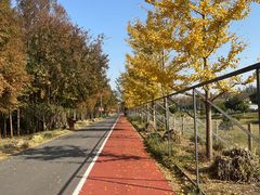 -上海长兴岛郊野公园