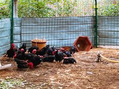 -古柏渡飞黄旅游区