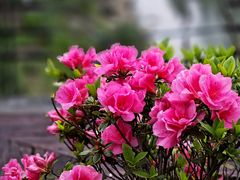 -西山漾湿地公园