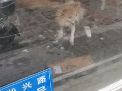 -喵汪萌宠屋旗舰店.洗澡美容.猫狗基地
