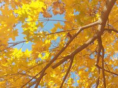 -大兴滨河森林公园