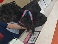 -艾贝尔宠物医院 ·内科全科(梁溪路店)