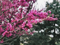 -西安青龙寺遗址景区