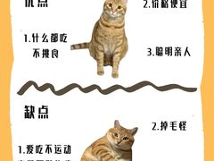 -lincat·猫舍(广州店)