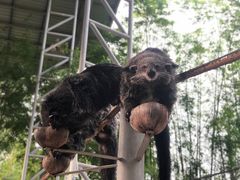 -清迈夜间动物园