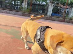 -瑞鹏宠物医院·宠保定点·心脏科·内科(御桥分院)