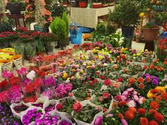 -双季花艺园艺市场(浦东店)