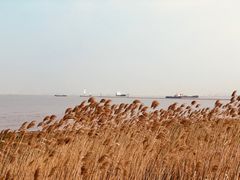 -上海吴淞炮台湾国家湿地公园