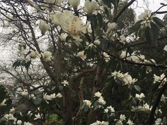 -上海佘山国家森林公园西佘山园