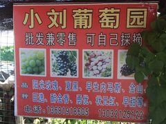 -南汇老顾农家乐采摘大团水蜜桃采摘店