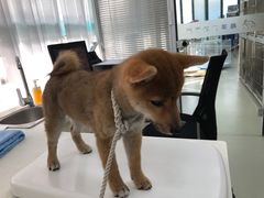 -美美宠物诊疗中心·异宠·骨科(滨江东信分院)