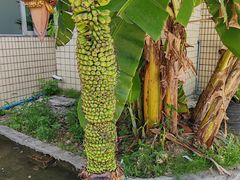-天程知味园