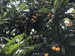 -塘栖枇杷特色园区