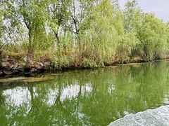 -荷花大观园