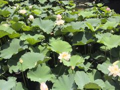 -白塘生态植物园