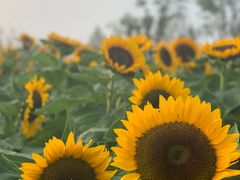 -瑶湖郊野森林公园