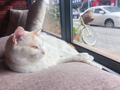 招牌猫-B.O.M波姆烘焙(凤凰街店)