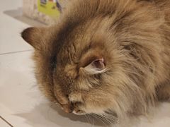 -有喵·猫咖·狗咖·40+猫狗有小奶狗(岗厦店)