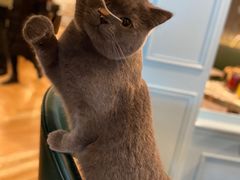 -遇见羊驼·奶狗咖·布偶猫咖·法斗柯基柴犬阿拉斯加(春熙路太古里IFS店)
