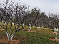 -玉树公园