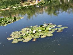 -前关湿地公园