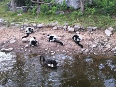 -清迈夜间动物园