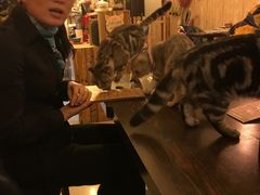 -名猫咖啡馆·撸猫·拼豆