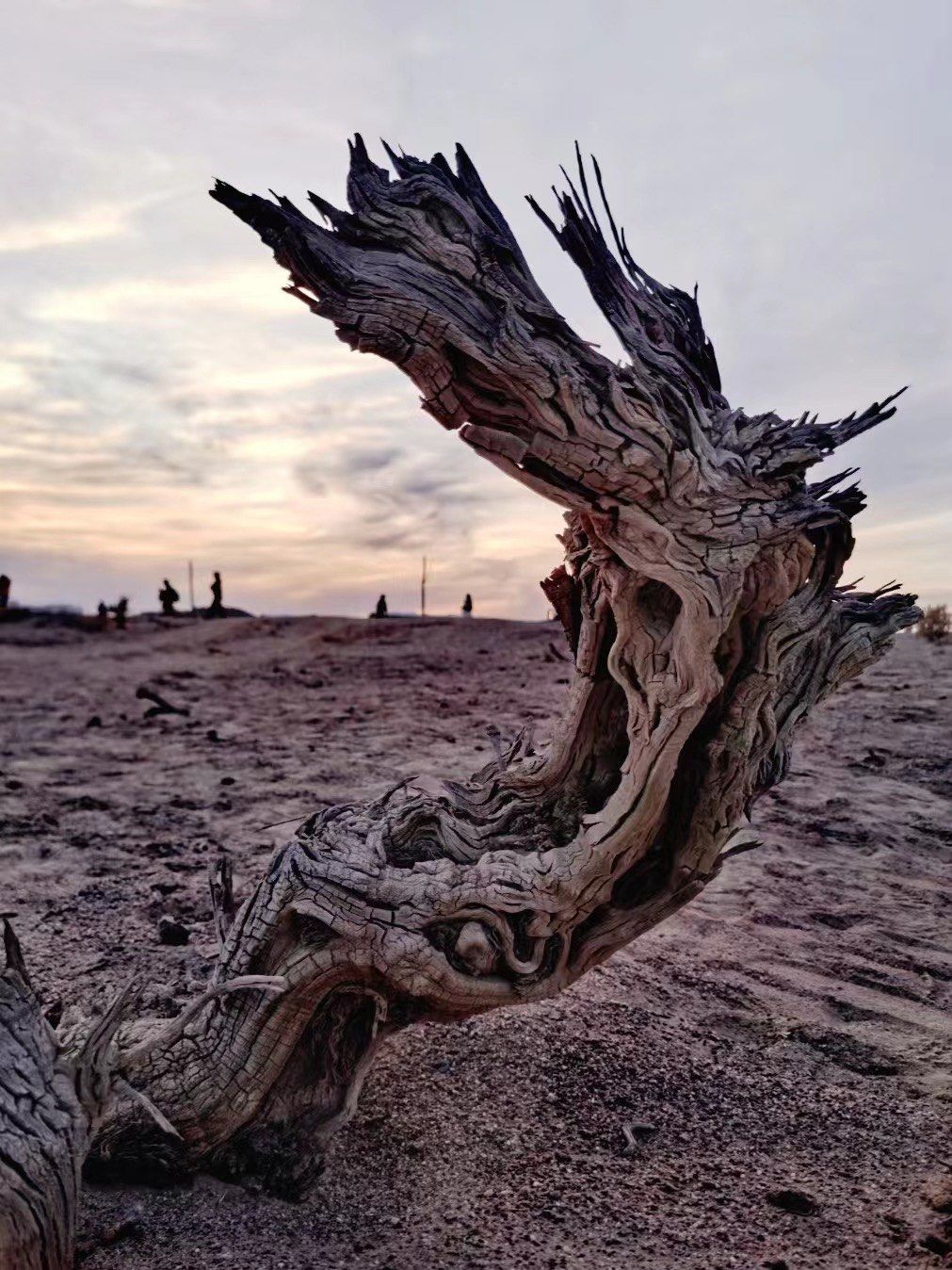 三千年风沙流转,额济纳怪树林此生苾打卡[爱心]