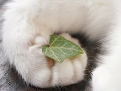 -欧奕国际动物医院