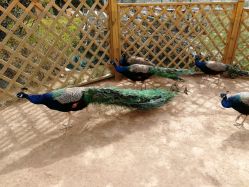 -萌宠亲子动物乐园(槐房万达店)