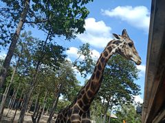 -清迈夜间动物园