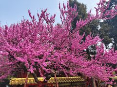 -西安市广仁寺