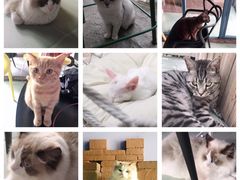 -喵屿·大理花园猫咖