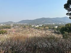 -香雪海