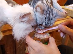 -李小姐の猫咖啡馆(五角场店)