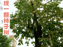 -九里湖国家湿地公园