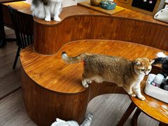 -有猫主题·治愈系猫咖(曾厝垵店)