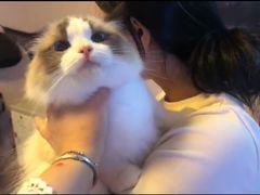-Bastet sally猫舍购宠(静安店)