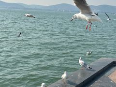 -无锡蠡湖国家湿地公园-蠡园