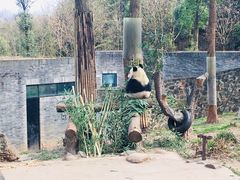 -都江堰中华大熊猫苑